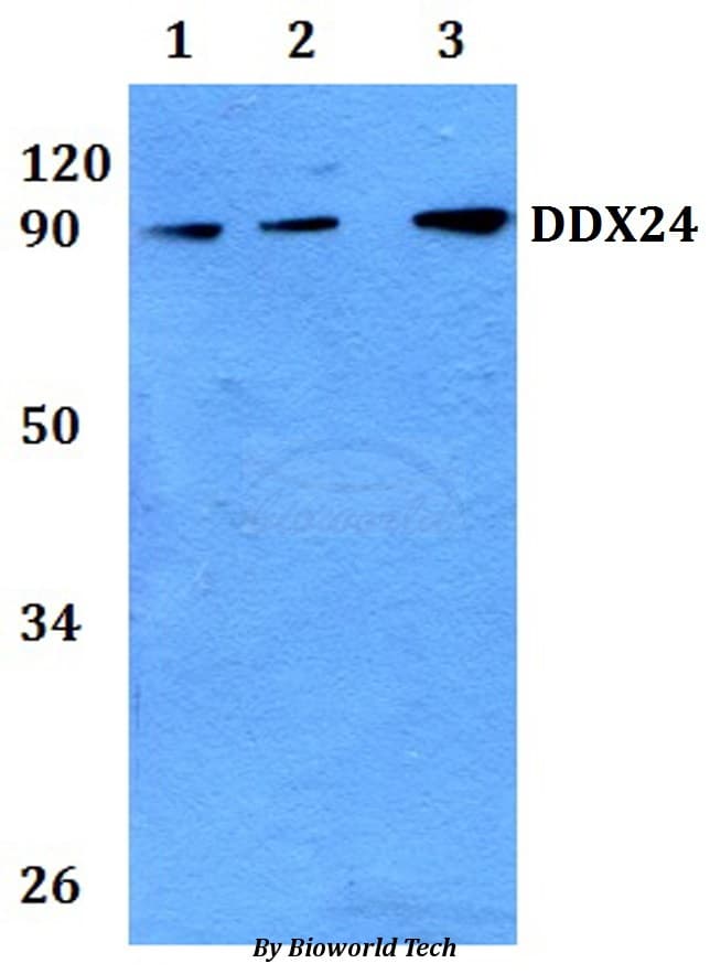 DDX24 Antibody