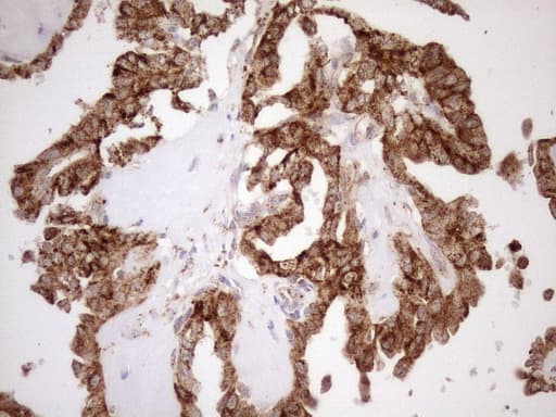 KCTD9 Antibody (aa1-223, clone OTI2G8, Carrier-free)