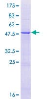 Human DNAAF5 / HEATR2 Protein (Recombinant GST)