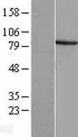 ACSBG1 / hsBG Protein (Over-Expression Lysate Myc-DDK (Flag))