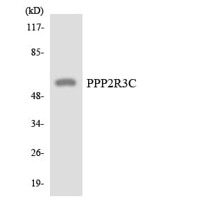 PPP2R3C Antibody (aa146-195)