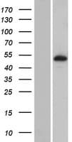 PLEKHS1 / C10orf81 Protein (Over-Expression Lysate Myc-DDK (Flag))