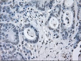 SATB1 Antibody (clone OTI11H4, Carrier-free)