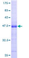 Human ASRGL1 Protein (Recombinant GST)
