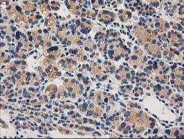 CHCHD5 Antibody (clone OTI9E6)