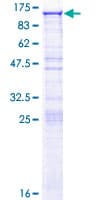Human DDX50 Protein (Recombinant GST)