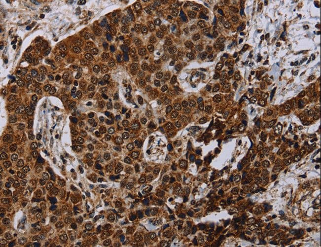 NDUFA4 Antibody