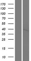 PNCK / CaMK1b Protein (Over-Expression Lysate Myc-DDK (Flag))