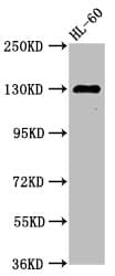SIPA1 Antibody