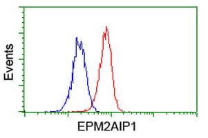 Monoclonal Mouse anti-Human EPM2AIP1 Antibody (clone OTI2A2, IHC, WB)
