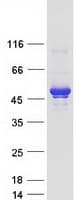 Human IKBKG / NEMO / IKK Gamma Protein (Recombinant Myc-DDK (Flag))