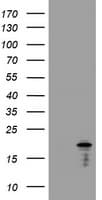 Monoclonal Mouse anti-Human CR6 / GADD45G Antibody (clone OTI2A7, WB)