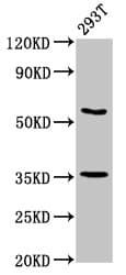 LIM Protein / LPP Antibody