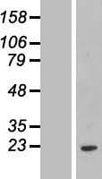FCF1 Protein (Over-Expression Lysate Myc-DDK (Flag))