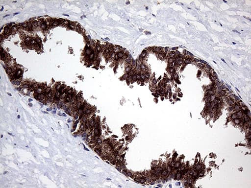 GALNT10 Antibody (aa1-318, clone OTI4F11, Carrier-free)