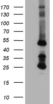 STBD1 Antibody (aa24-358, clone OTI2F1)
