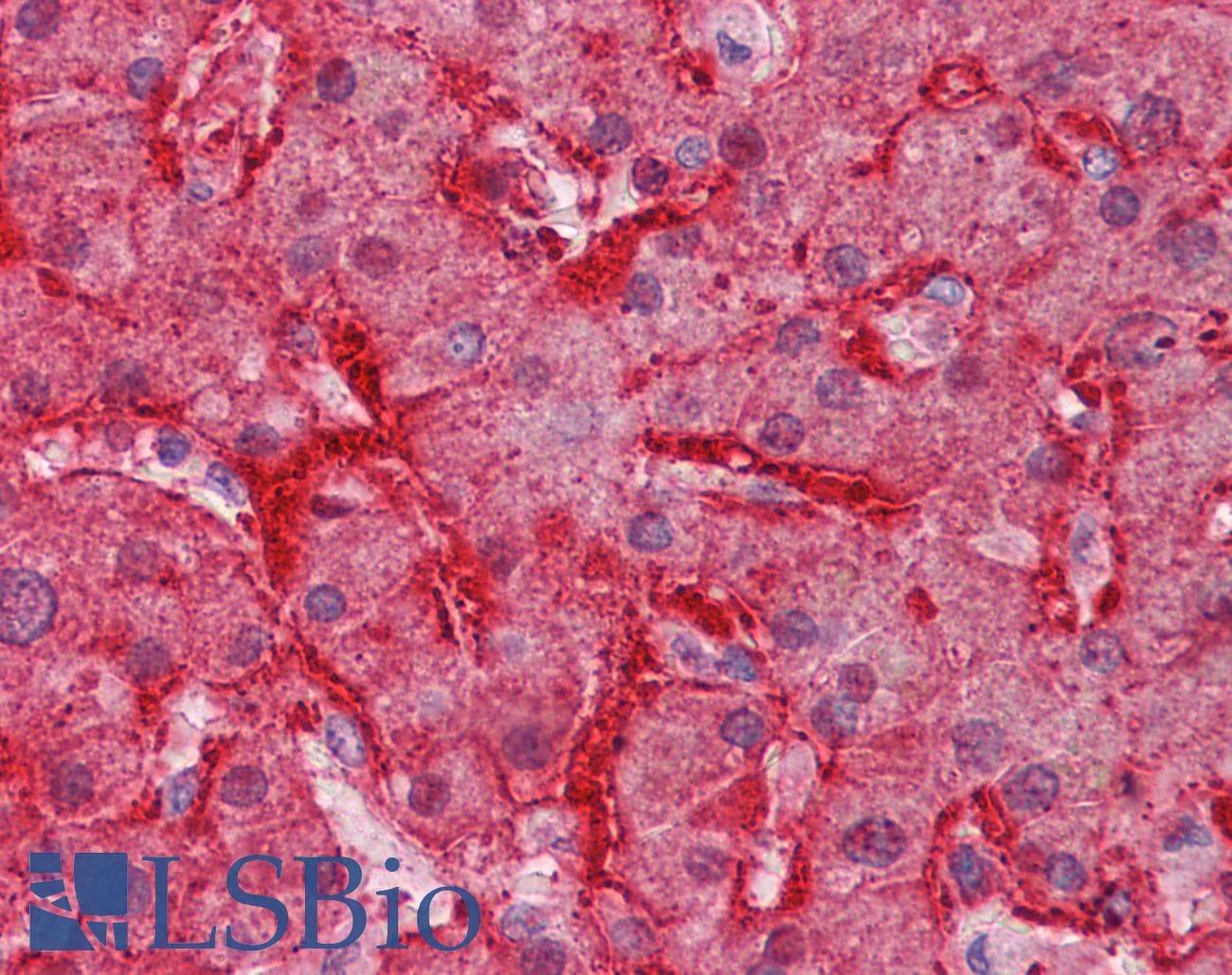 IHC-plus™ ARG1 / Arginase 1 Antibody (aa311-324)