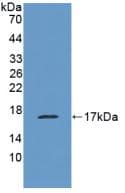 EMA / MUC1 Antibody (aa1034-1151, APC)