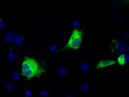 TS / Thromboxane Synthase Antibody (clone OTI1H9, Carrier-free)