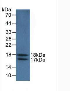 VEGFA / VEGF Antibody