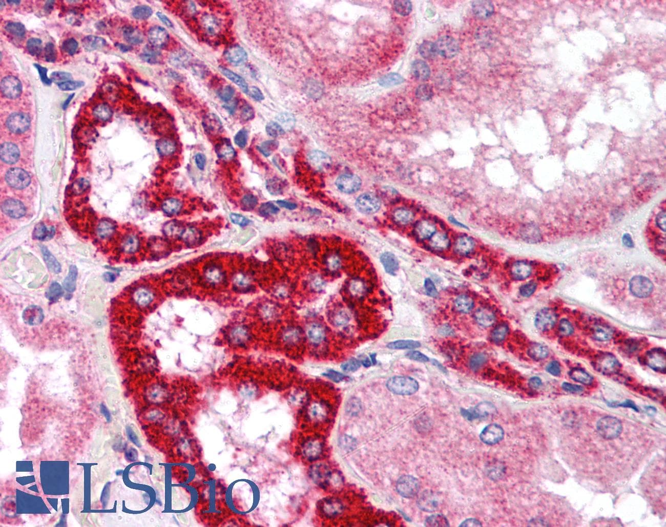 IHC-plus™ XAB2 Antibody (N-Terminus, Preservative Free)