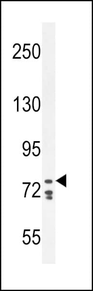 CDH24 / EY Cadherin Antibody (aa54-81)