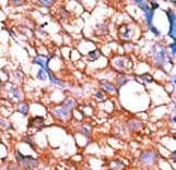 ERBB4 / HER4 Antibody (phospho-Tyr1162)