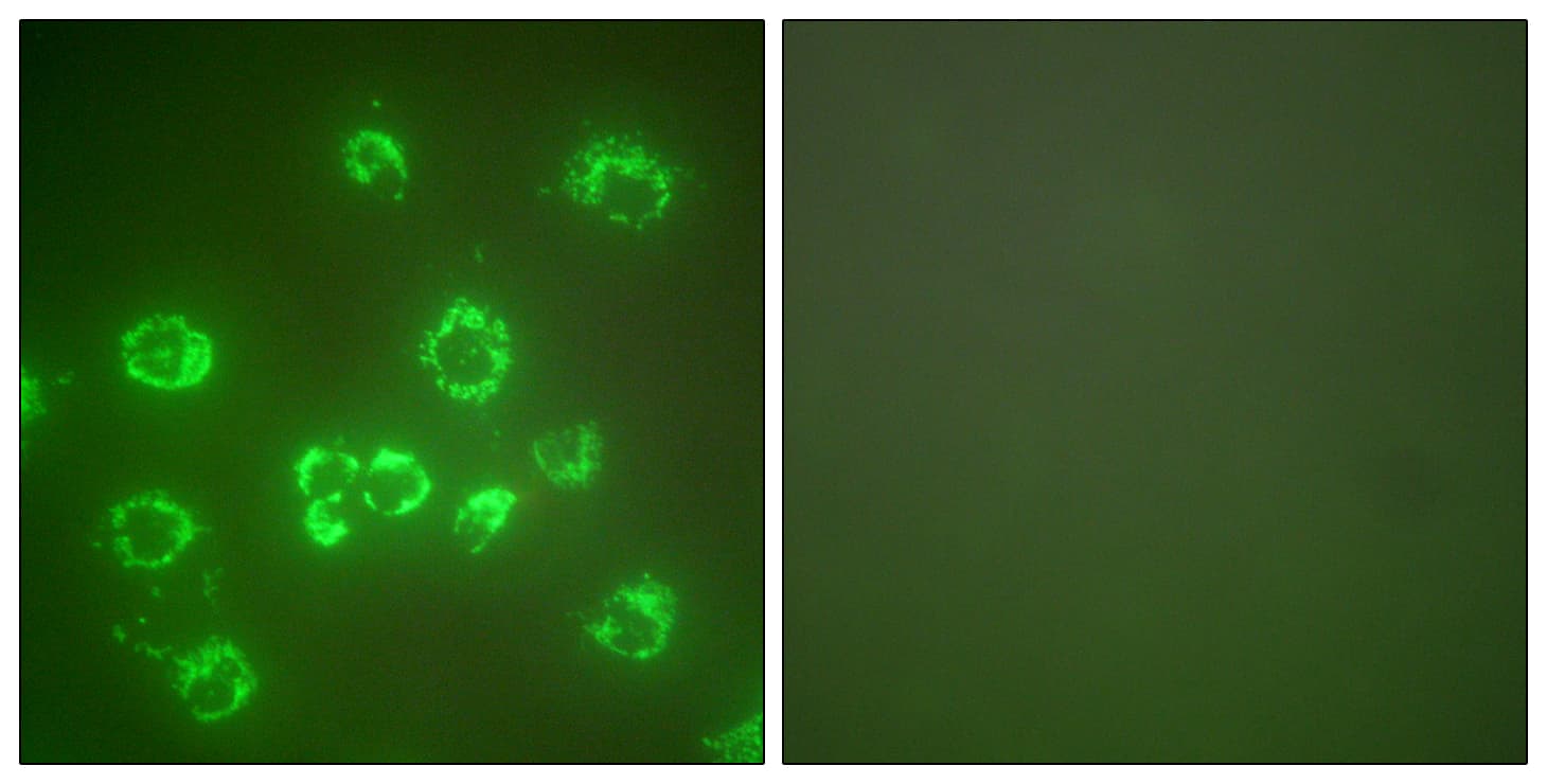 PathPlus™ HSPA9 / Mortalin / GRP75 Antibody (aa630-679)