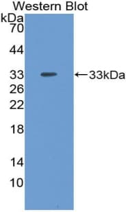 NPTX2 Antibody (aa111-367, Cy3)
