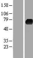 KLHL3 Protein (Over-Expression Lysate Myc-DDK (Flag))