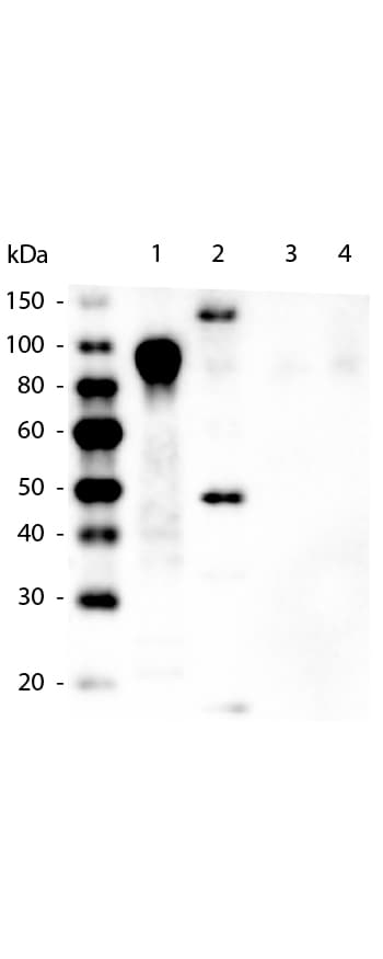 His Tag Antibody (clone 33D10.D2.G8, HRP)