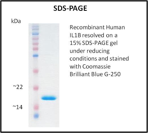 Human IL-1B / IL-1 Beta Protein (Recombinant)