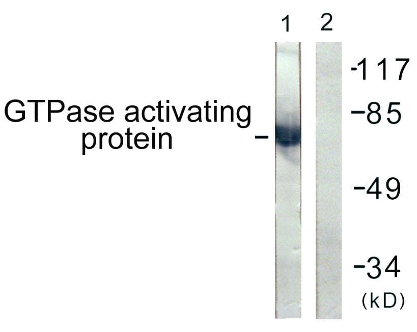 RACGAP1 / MGCRACGAP Antibody (p387)