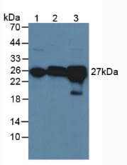 GSTA4 Antibody (aa2-222, PE)