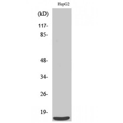SF3B6 / SF3B14 Antibody (60-140 aa, C-terminal)