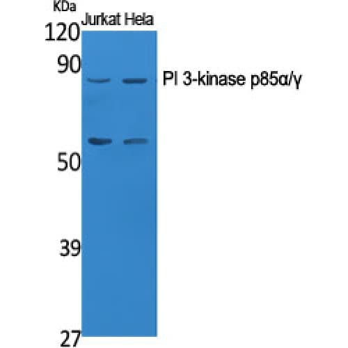 PI3K Alpha+Gamma Antibody (410-490 aa)