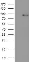 IHC-plus™ PDE4B Antibody (clone 1D12)