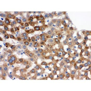 TF / Transferrin Antibody (aa20-49)