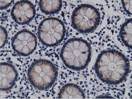 CRYM Antibody (clone 1G7, Carrier-free)
