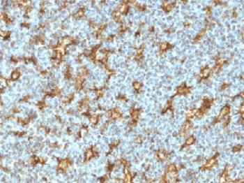 Monoclonal Mouse anti-Human ITGAX / CD11c Antibody (clone ITGAX/1242, Azide-free,BSA-free, aa600-850, IHC, IF)