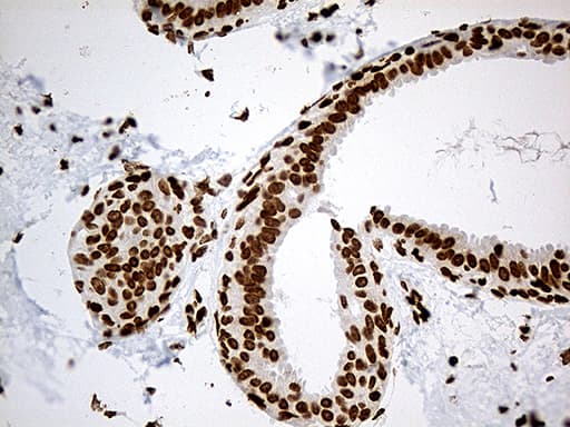 Monoclonal Mouse anti-Human IRF2BP1 Antibody (clone OTI3A6, Carrier-free, aa457-584, IHC, WB)