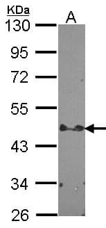 STAP2 Antibody (aa340-403)