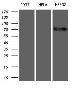 MAK Antibody (aa291-623, clone OTI1G2)