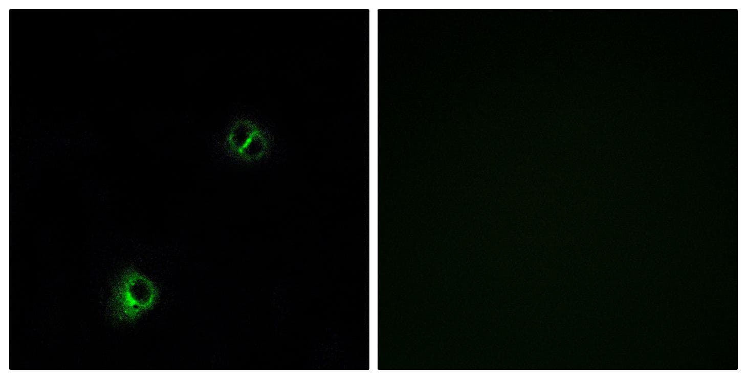 Polyclonal Rabbit anti-Human FZD9 / Frizzled 9 Antibody (IF, WB)