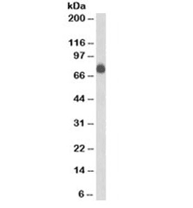 CD84 / SLAMF5 Antibody (clone 152-1D5)
