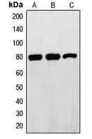 Polyclonal Rabbit anti-Human EZR / Ezrin Antibody (C-Terminus, WB)