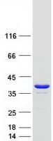 Human PPA1 Protein (Recombinant Myc-DDK (Flag))