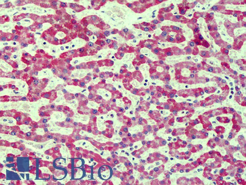 IHC-plus™ AGER / RAGE Antibody (clone DD/A11, Cy3)