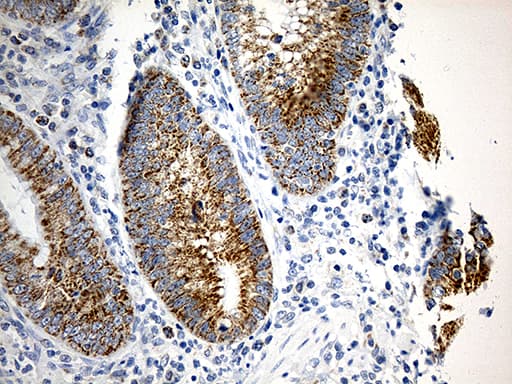 Monoclonal Mouse anti-Human TOMM40 / TOM40 Antibody (clone OTI9A3, IHC, WB)