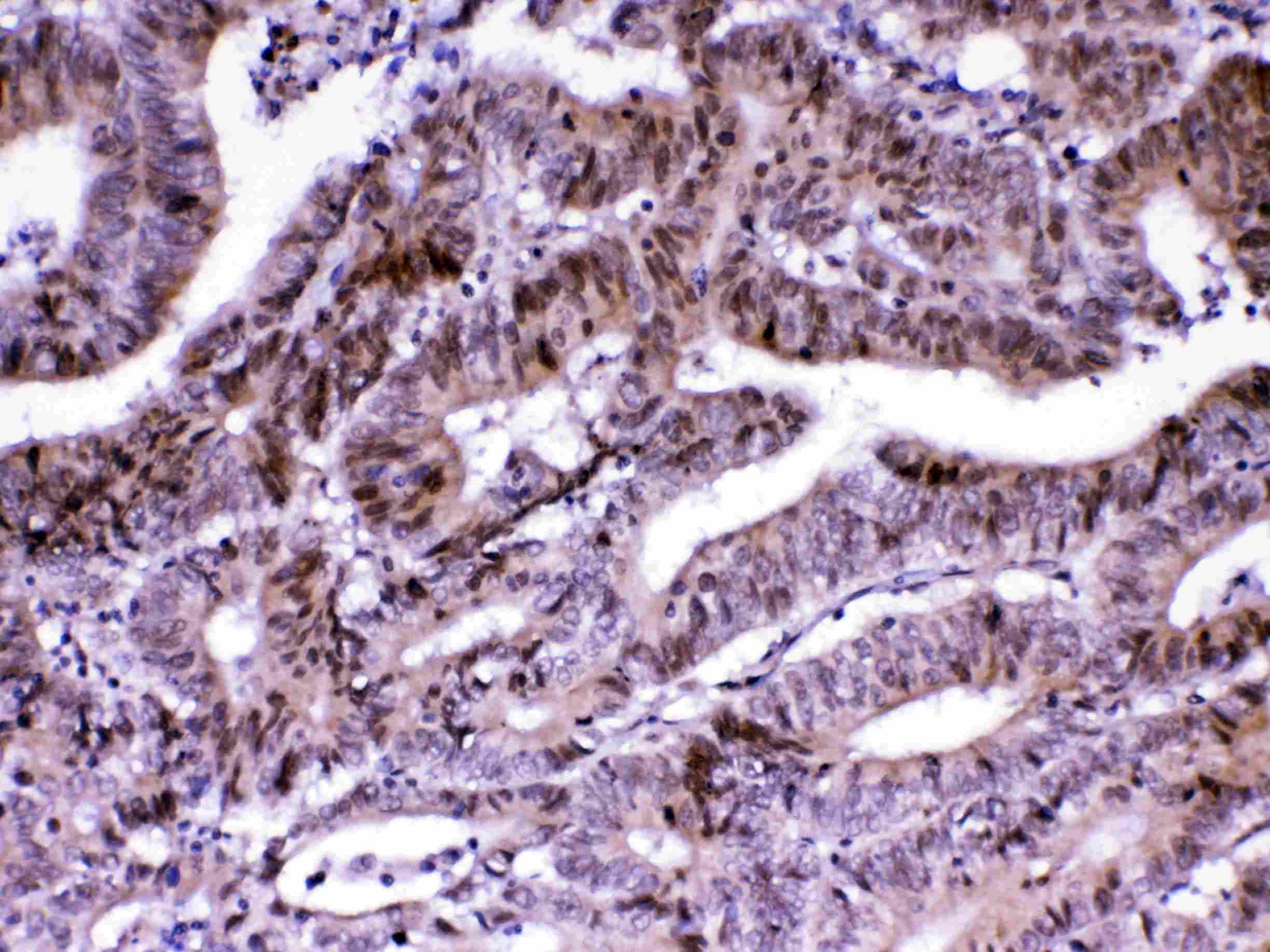 MED18 Antibody